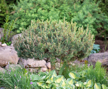 Pinus mugo `Humpy` PA mägimänd