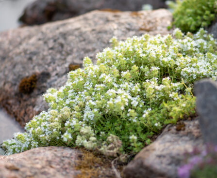 Thymus serpyllum `Albus` nõmm-liivatee (1)