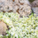 Thymus serpyllum `Albus` nõmm-liivatee (2)