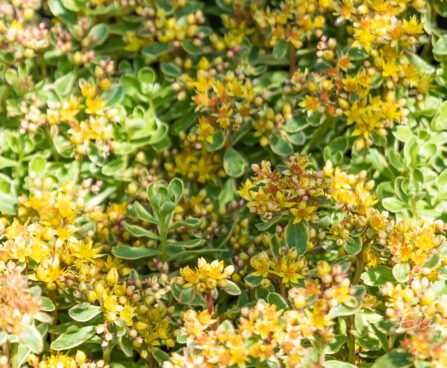 Sedum kamtschaticum `Variegatum` kamtshatka kukehari (2)