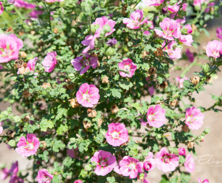 Anisodontea `Princes Elegans` malvik (1)