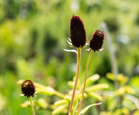 Rudbeckia occidentalis `Green Wizzard` lääne päevakübar (1)