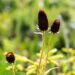 Rudbeckia occidentalis `Green Wizzard` lääne päevakübar (1)