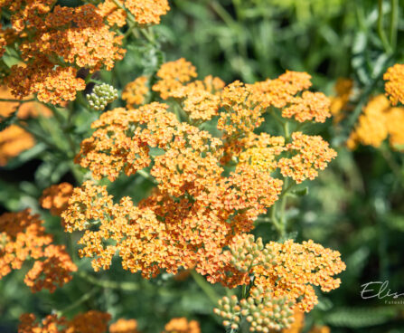 Achillea millefolium `Terracotta` har.raudrohi (1)