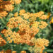 Achillea millefolium `Terracotta` har.raudrohi (1)