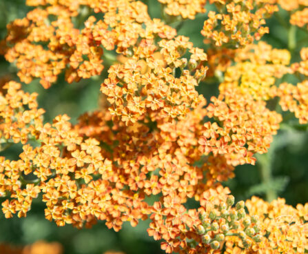 Achillea millefolium `Terracotta` har.raudrohi (2)