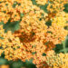 Achillea millefolium `Terracotta` har.raudrohi (2)