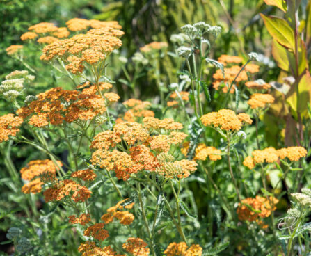 Achillea millefolium `Terracotta` har.raudrohi (3)