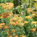 Achillea millefolium `Terracotta` har.raudrohi (3)