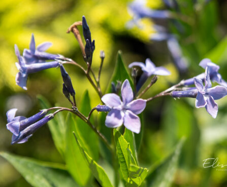 Amsonia `Blue Ice` sinitäht (1)