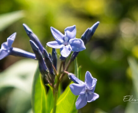 Amsonia `Blue Ice` sinitäht (2)