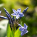 Amsonia `Blue Ice` sinitäht (2)