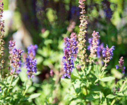 Salvia x nemorosa `Salute Deep Blue Imp.` mets-salvei (1)