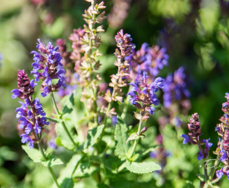 Salvia x nemorosa `Salute Deep Blue Imp.` mets-salvei (2)