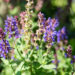 Salvia x nemorosa `Salute Deep Blue Imp.` mets-salvei (2)