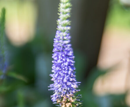 Veronica spicata `Ulster Blue Dwarf` kassisaba