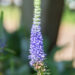 Veronica spicata `Ulster Blue Dwarf` kassisaba