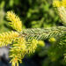 Picea omorika `Aurea` serbia kuusk (1)