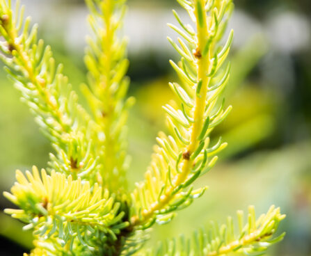 Picea omorika `Aurea` serbia kuusk (2)