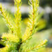 Picea omorika `Aurea` serbia kuusk (2)