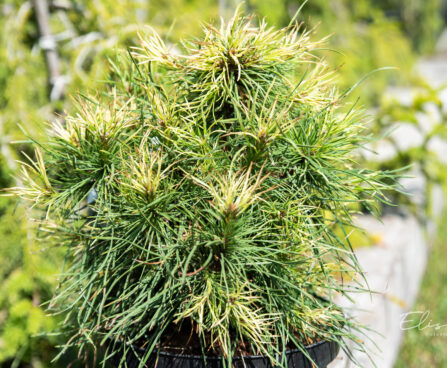 Pinus sylvestris `Xawery` har.mänd (1)