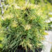 Pinus sylvestris `Xawery` har.mänd (1)