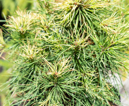 Pinus sylvestris `Xawery` har.mänd (2)