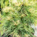 Pinus sylvestris `Xawery` har.mänd (2)