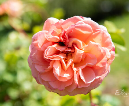 Rosa `Abraham Darby` roos (1)