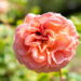 Rosa `Abraham Darby` roos (1)