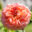 Rosa `Abraham Darby` roos (2)