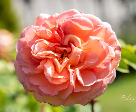 Rosa `Abraham Darby` roos (2)