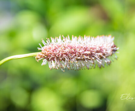 Sanguisorba menziesii `Wake Up` ameerika punanupp(2)