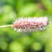 Sanguisorba menziesii `Wake Up` ameerika punanupp(2)