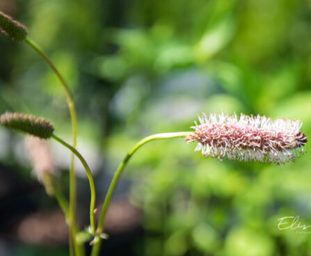 Sanguisorba menziesii `Wake Up` ameerika punanupp(3)