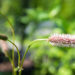 Sanguisorba menziesii `Wake Up` ameerika punanupp(3)