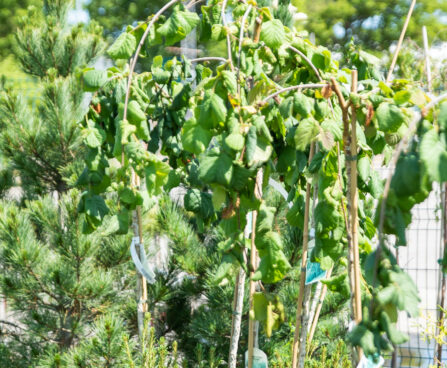 Corylus avellana `Pendula` sarapuu (1)