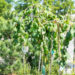 Corylus avellana `Pendula` sarapuu (1)
