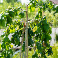 Corylus avellana `Pendula` sarapuu (2)