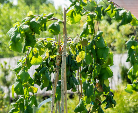 Corylus avellana `Pendula` sarapuu (2)