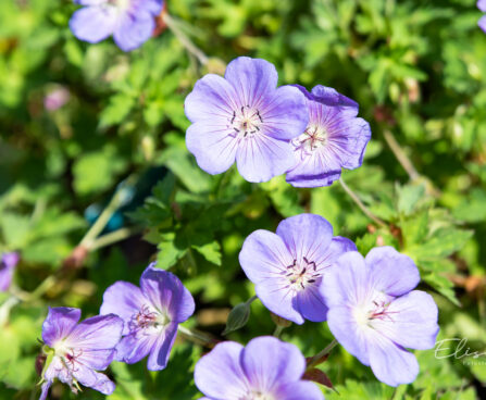 Geranium `Rozanne` kurereha (1)