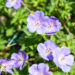 Geranium `Rozanne` kurereha (1)