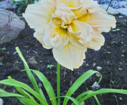 1019_7282_Hemerocallis_Schnickel_Fritz__2.JPG