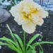 1019_7282_Hemerocallis_Schnickel_Fritz__2.JPG