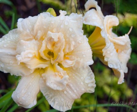 1019_7805_Hemerocallis_Schnickel_Fritz__3.JPG