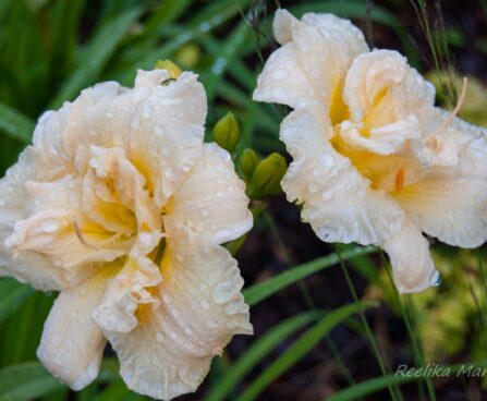 1019_7806_Hemerocallis_Schnickel_Fritz_.JPG