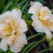 1019_7806_Hemerocallis_Schnickel_Fritz_.JPG