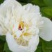 1023_7583_Paeonia_lactiflora_Immaculee_.JPG