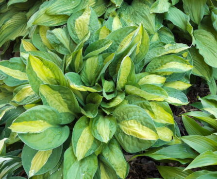 Hosta `Gipsy Rose` Riina Lohk