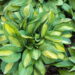 Hosta `Gipsy Rose` Riina Lohk